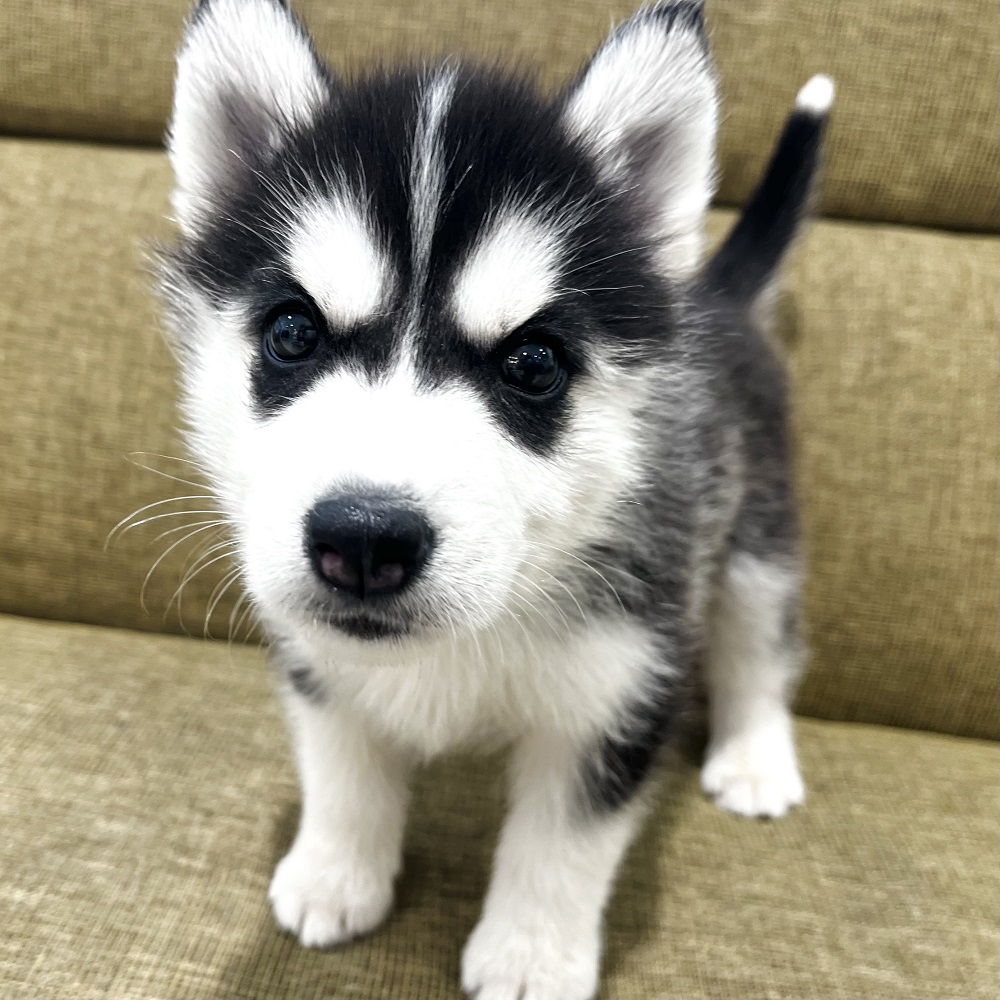 かわいくて個性豊か🌈魅力満点な新犬ちゃん紹介 ペットショップ犬の家